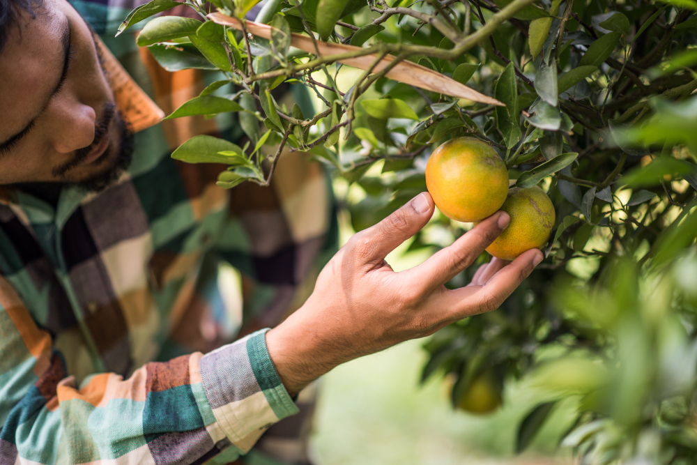 Homem agricultor de camisa quadriculada analisando o pé de limão da sua plantação.