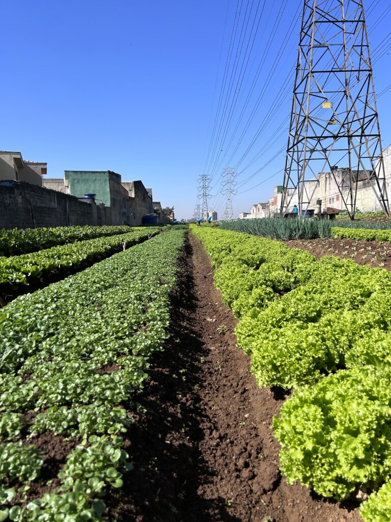 Imagem de uma horta comunitária urbana chamada CIdades Sem Fome, que desenvolve projetos de agricultura sustentável nas cidades.